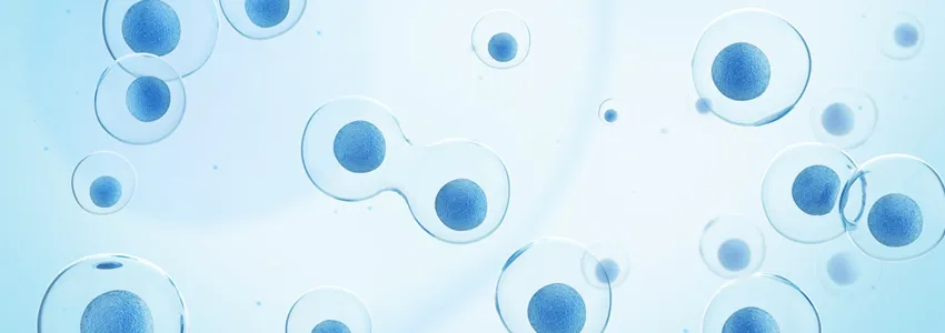 Graphic image of cells dividing, cells depicted translucent with dark blue nuclei on a dark blue background.