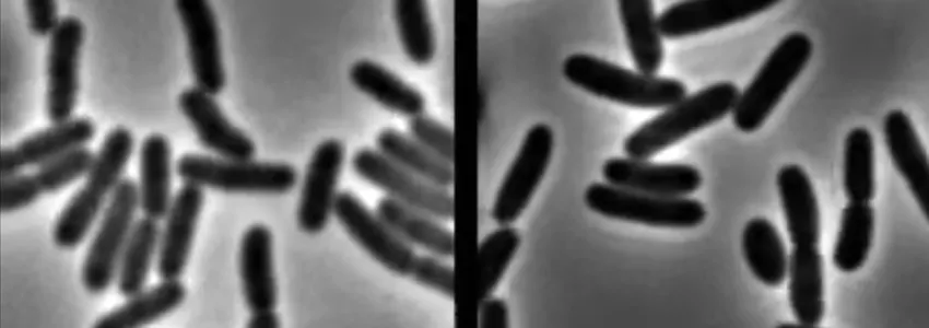Screenshot of video, showing E. coli bacteria on left with strong membranes, and specimens on the right with weaker membranes, suffering from stressors.