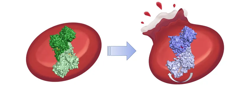 Graphic illustration showing a protein in green on the left, in one conformation, with a regular red blood cell behind it; and showing the same protein in a different conformation on the right in purple, with the blood cell behind it rupturing.