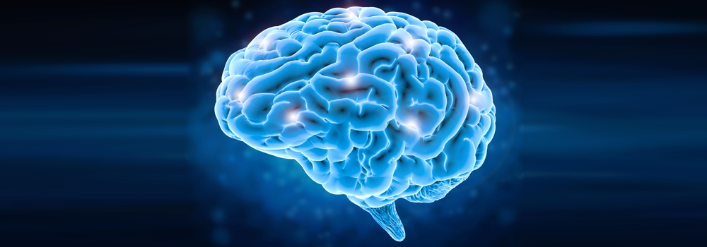 More GABA in one brain region linked to better working memory | Welcome ...
