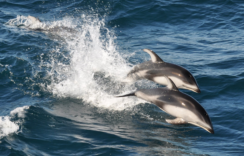 DNA left by ocean animals provides rare glimpse of marine ecosystems ...