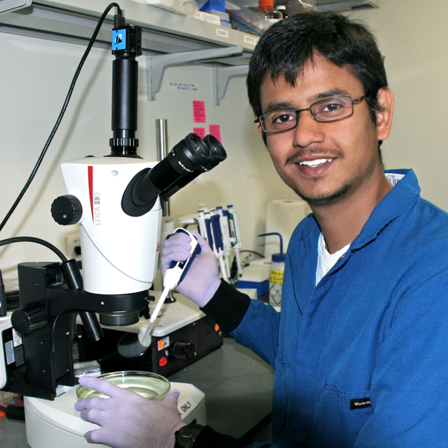 Photo of graduate student Pranav Vyas in a wet lab, wearing glasses and a lab coat and gloves, pipetting onto a petri dish underneath a microscope.