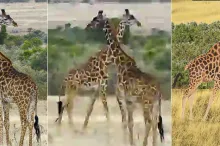 Banner of three images: leftmost image shows two giraffes. Middle image is a blurry, pixelated version of first image, created by an algorithm to compress the photo. Third image is a recreation of a similar but not identical image of two giraffes, created by a person receiving dictation describing the first photo.