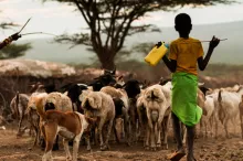 Young boy helping a parent to herd goats on a dusty road in Africa.