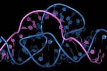 Graphic illustration of intertwined strands of blue and purple DNA and RNA with mutliple curves and contortions.