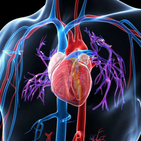 Injectable Hydrogels for the Controlled Delivery of Cells, Oxygen, and ...